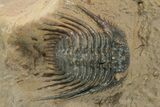 Gorgeous, Spiny Trilobite (Leonaspis) - Atchana, Morocco #210169-3